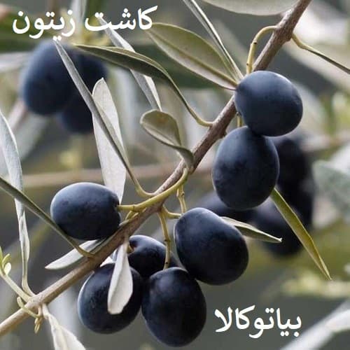 کاشت زیتون در نیشابور
